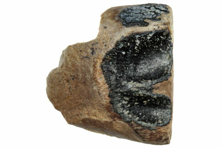 Fossil Dinosaur (Triceratops) Shed Tooth - Montana #319997